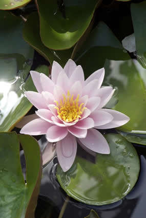 Nymphaea 'Fabiola’ 